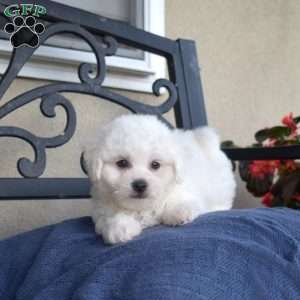 Fuzz (Tiny), Bichon Frise Puppy